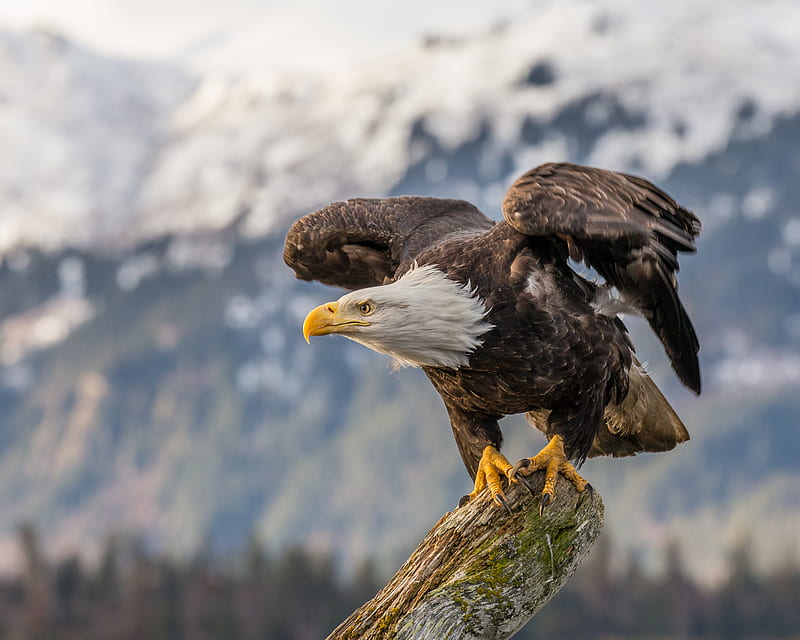 Bald Eagle , bald-eagle, hawk, birds, predator, eagle, HD wallpaper