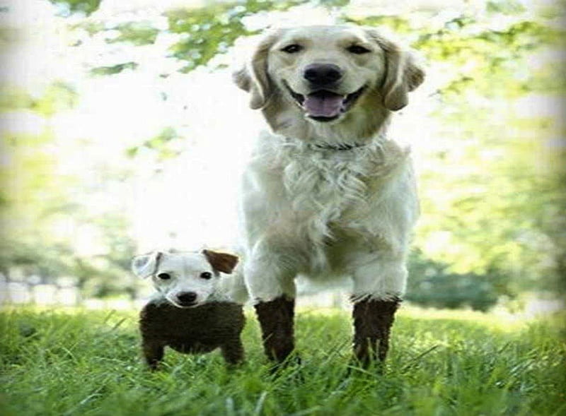 What Mud? We Weren't Playing in Mud!!, muddy, caked, dirty, guilty, mud, filthy, play, HD wallpaper