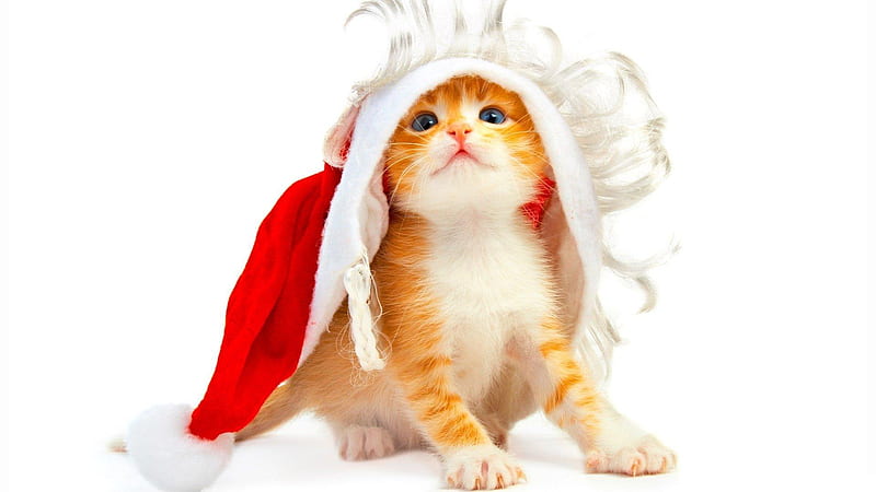 Merry Christmas, faunny, kitty, cat, hat, cute, santa, nice, kitten, animals, HD wallpaper