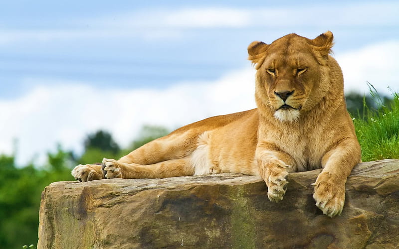 Lion, Africa, wildlife, predator, HD wallpaper