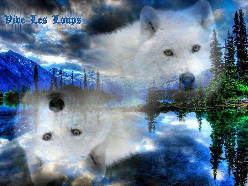 Wolf Fantasy, skies, fantasy, trees, clouds, wolves, abstract, lake ...