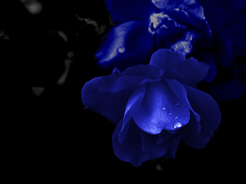 Hãy tưởng tượng một bông hoa màu xanh lấp lánh trong bóng tối, đưa bạn vào một thế giới tưởng tượng hoang dã. Khám phá những hình ảnh liên quan đến một bông hoa màu xanh đầy mê hoặc này và cảm nhận sự kì lạ và độc đáo của nó.