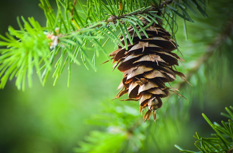 Pine Cone Photos Download The BEST Free Pine Cone Stock Photos  HD Images