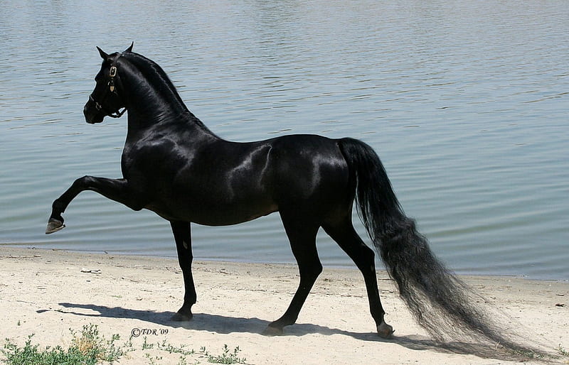 Purebred Arabian 2, black, animals, horses, arabian, HD wallpaper