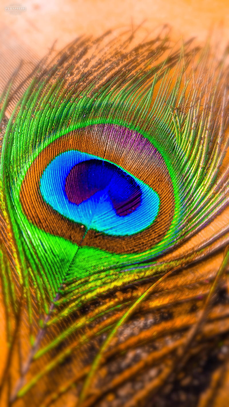 Peacock feathers, colorful, feathers, inspiration, peacock, real, HD phone  wallpaper | Peakpx