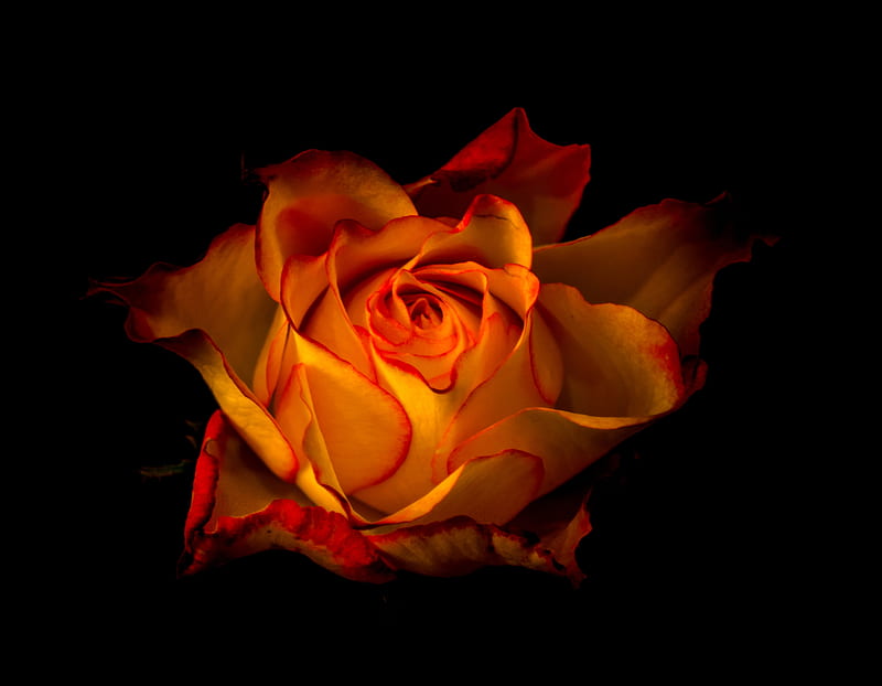 Rose, Black background, Orange, Flower, HD wallpaper