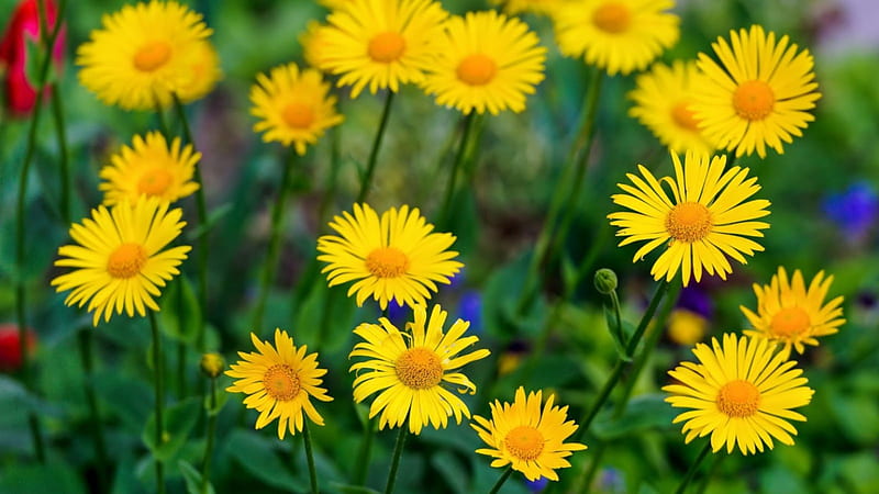 Yellow field flowers, pretty, field flowers, cards, flowers, yellow, garden, nature, dainty, HD wallpaper