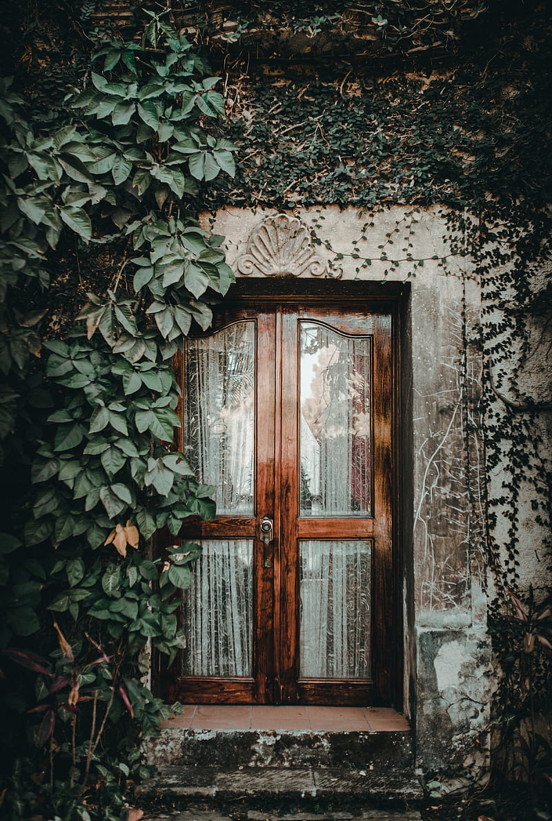 door, ivy, plant, entrance, wooden, glass, HD phone wallpaper