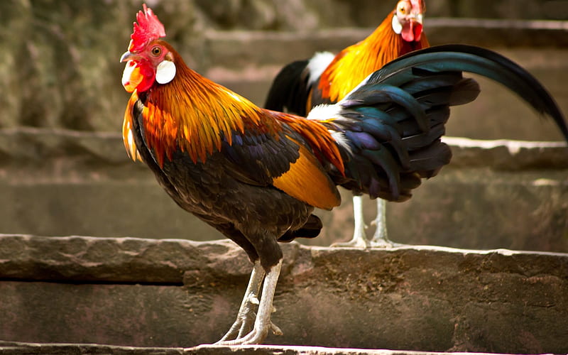 Rooster, feathers, Animal, HD wallpaper | Peakpx