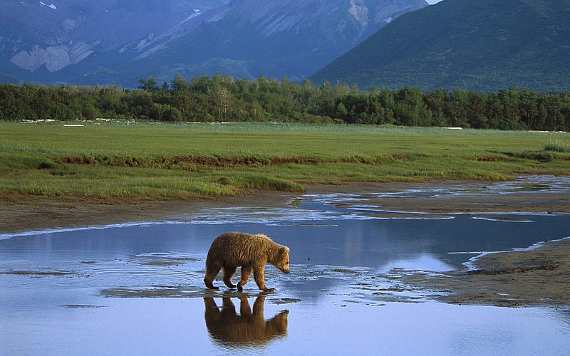 Katmai National Park - a grizzly bear, HD wallpaper