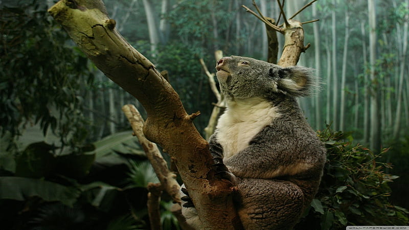 koala in tree, tree, koala, marsupial, branch, HD wallpaper