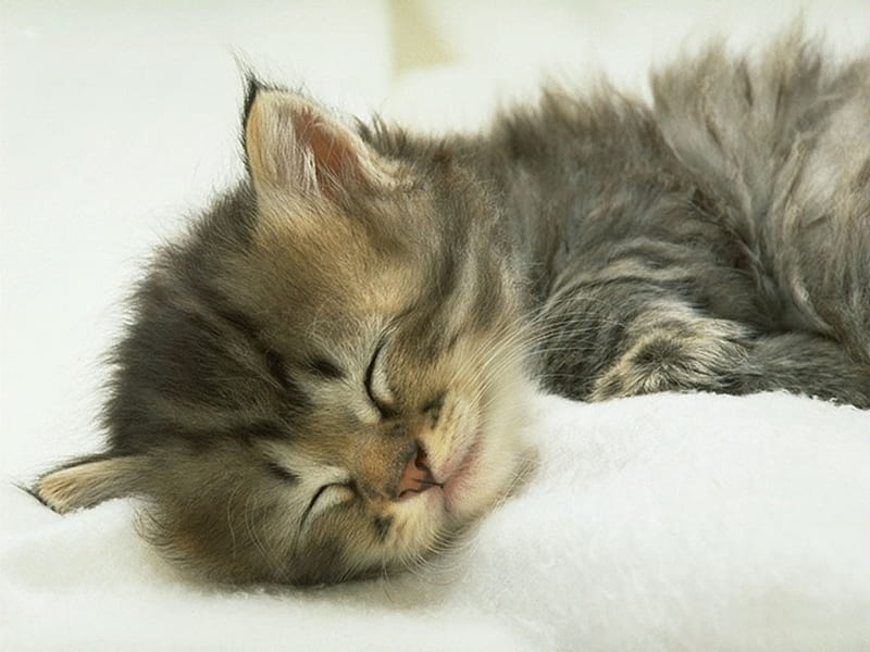 I am very tired!!, mammal, feline, sleep, nap, cat, kitten, animal ...