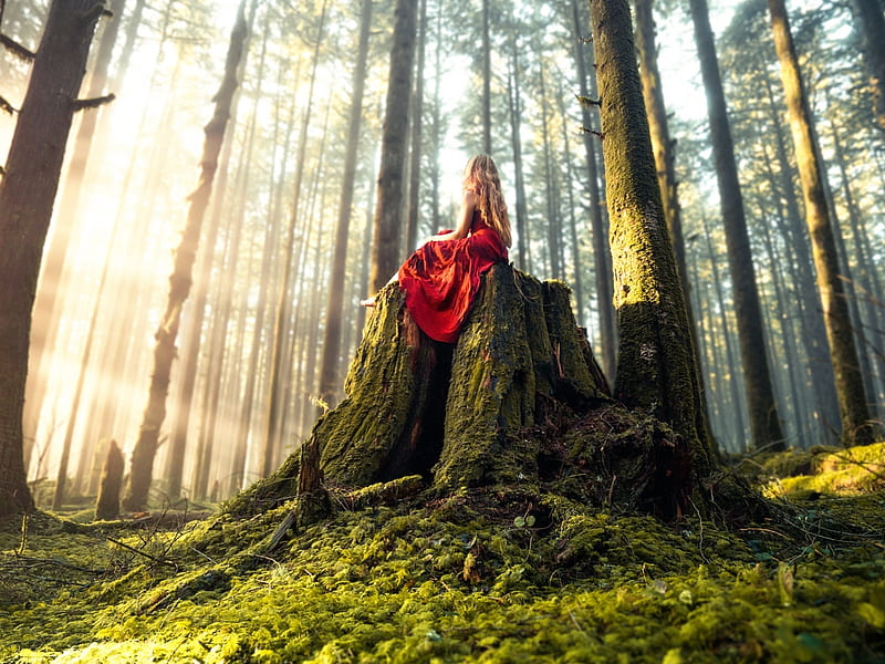 Forest Princess, forest, sun, grass, enjoying, trees, tree stump, girl, peaceful, beauty, HD wallpaper