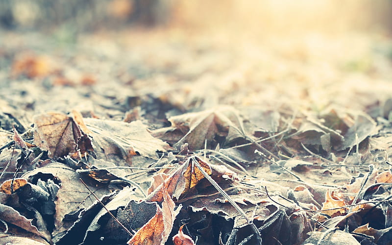 autumn, fallen leaves, hoarfrost, morning, yellow leaves, frost, HD wallpaper