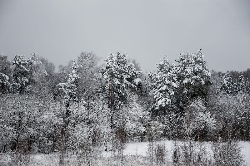 Snow covered trees during daytime, HD wallpaper | Peakpx