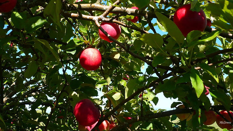 The Apple Tree, fall, autumn, harvest, health, fresh, apples, tree, leaves, summer, HD wallpaper