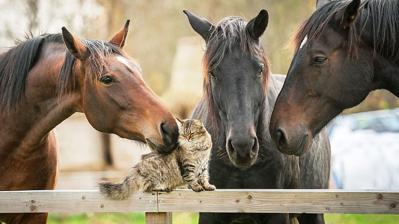 Hello, cat!, cal, trio, curious, cat, horse, animal, pisica, HD wallpaper