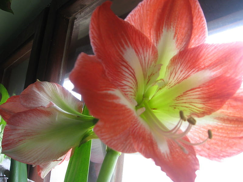 amaryllis, flower, beauty, red, spring, HD wallpaper