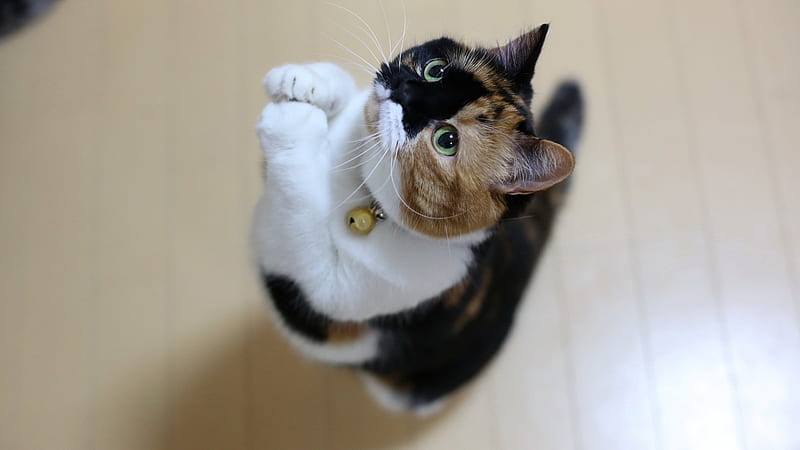 Hd Calico Cat Pets Wallpapers Peakpx