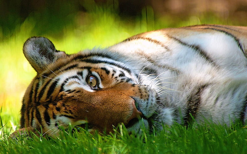 Sleeping Tiger, siberian tiger, cute tiger, bengal tiger, tiger, HD wallpaper