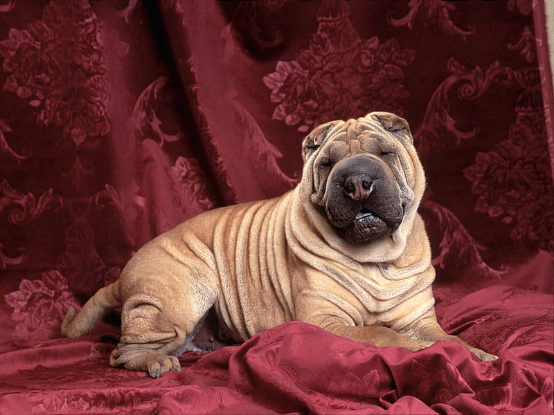Someone please put some wrinkle cream on me, shar pei, chinese, HD wallpaper