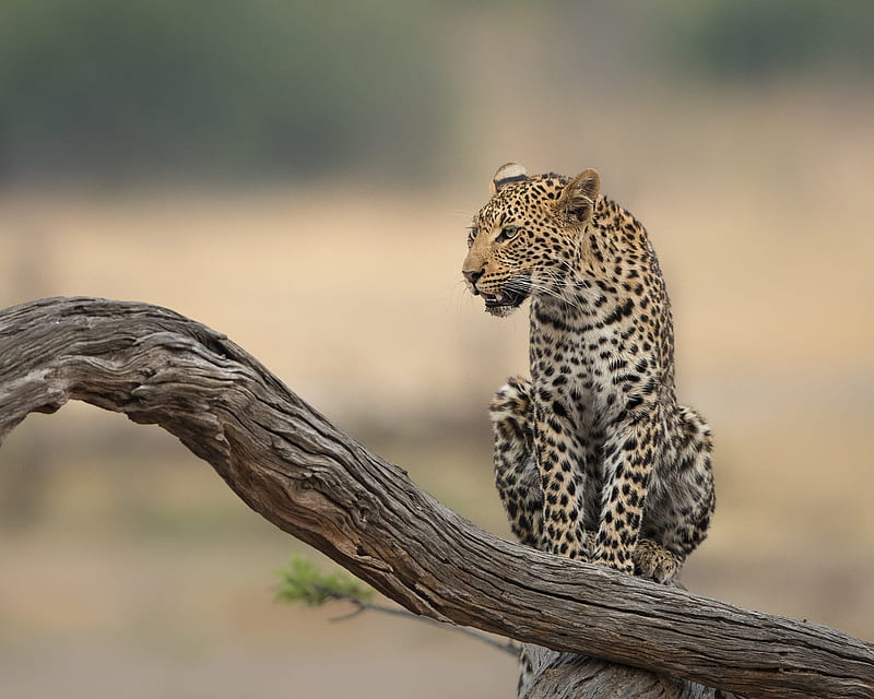 Cats, Leopard, Big Cat, Wildlife, HD wallpaper | Peakpx