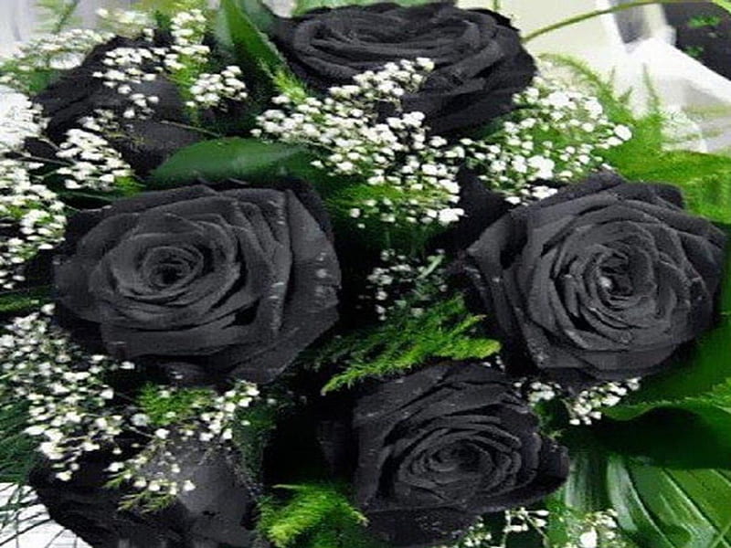 Hermosas rosas negras, hermosas, hojas verdes, flores blancas, Fondo de  pantalla HD | Peakpx