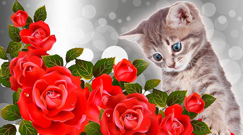 Kitty Red Roses, flowers, Bokeh, rose, kitty, spring, roses, cat, silver, floral, bright, summer, flowers, kitten, HD wallpaper