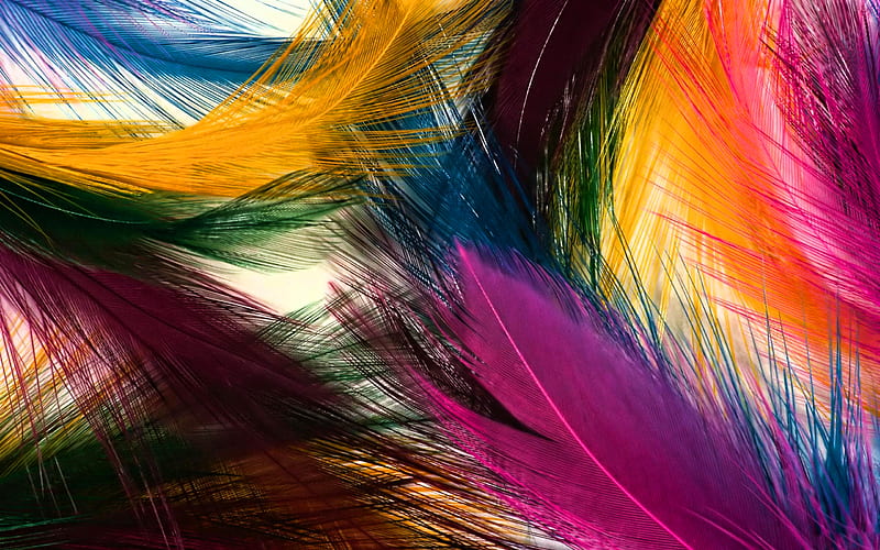 Feathers textures, macro, feathers backgrounds, background with feathers,  creative, HD wallpaper | Peakpx