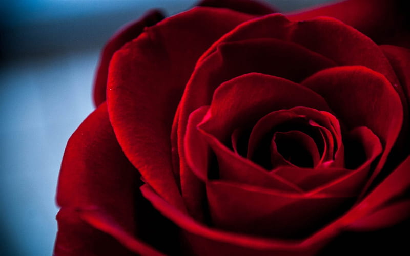 red rose, rose bud, red, roses, HD wallpaper