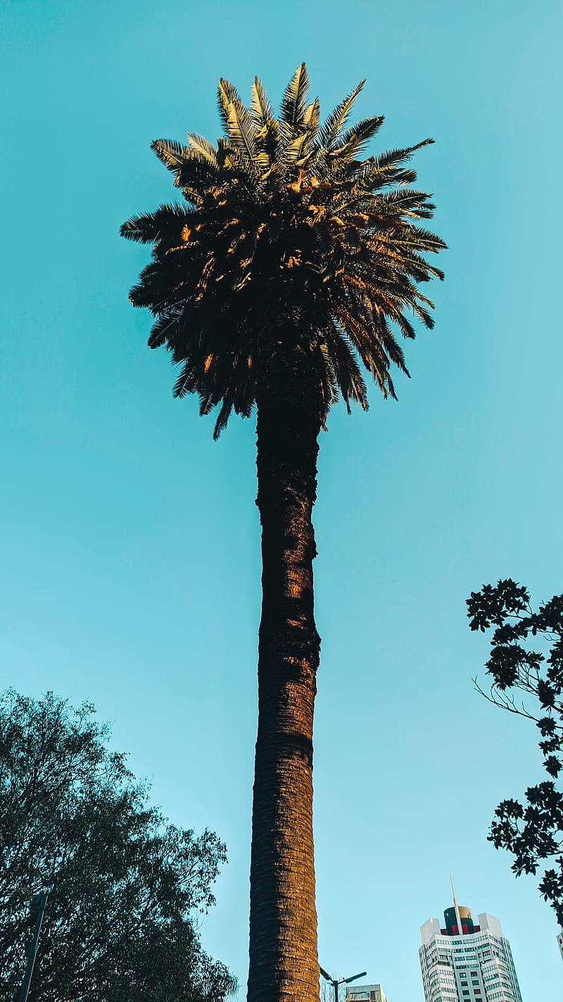 Palmeras, palm, tree, trees, HD mobile wallpaper | Peakpx