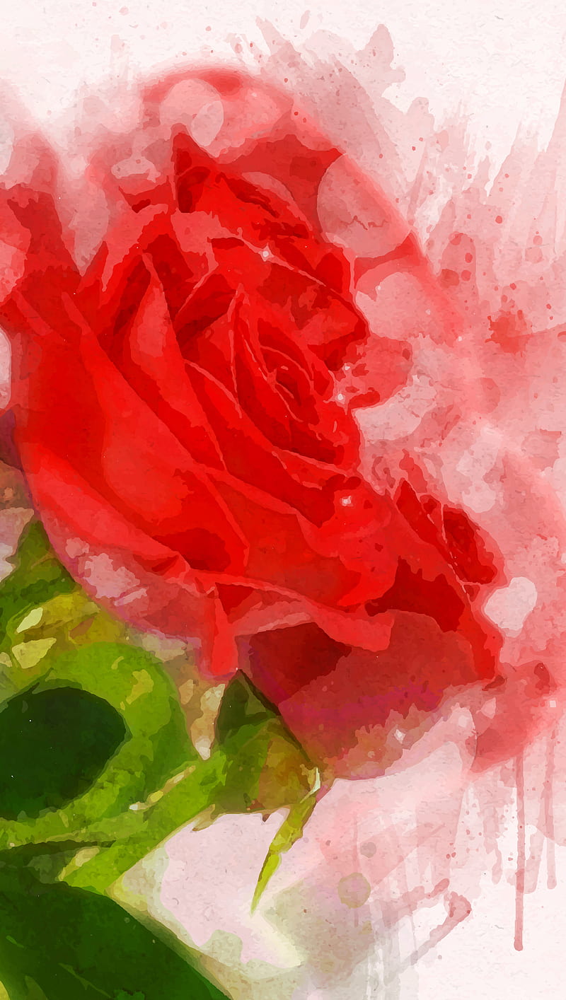 Red Roses, flower, love, red, roses, scarlet, valentines, HD phone ...