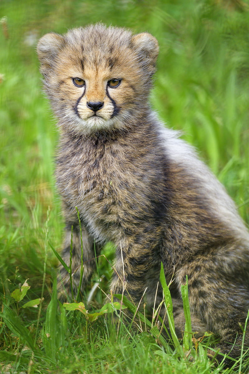 cheetah, cub, animal, moody, cute, HD phone wallpaper