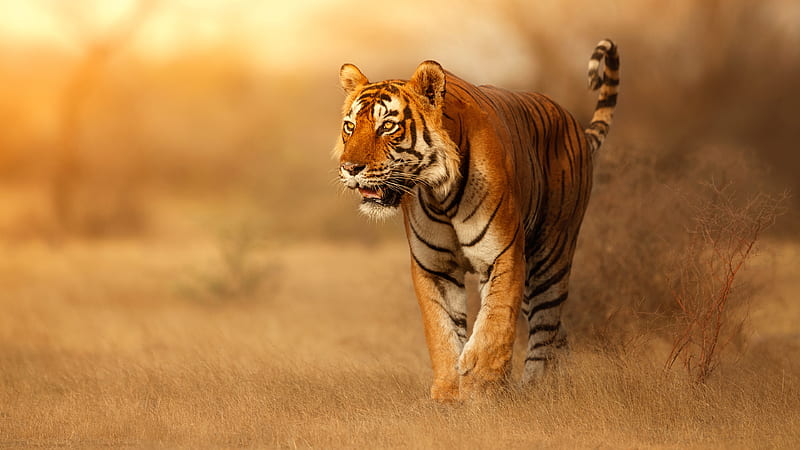 Tiger Is Walking On Dry Grasses During Golden Light Time Beautiful, HD wallpaper