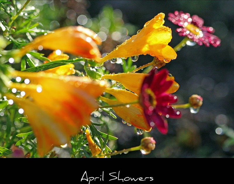 APRIL SHOWERS, raindrops, climates, spring, seasons, weather, daisies, droplets, flowers, rain, HD wallpaper
