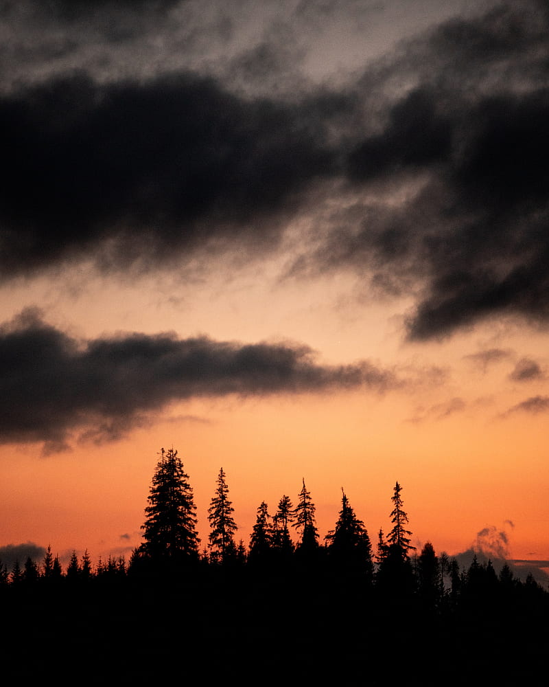 trees, silhouettes, sunset, dusk, HD phone wallpaper