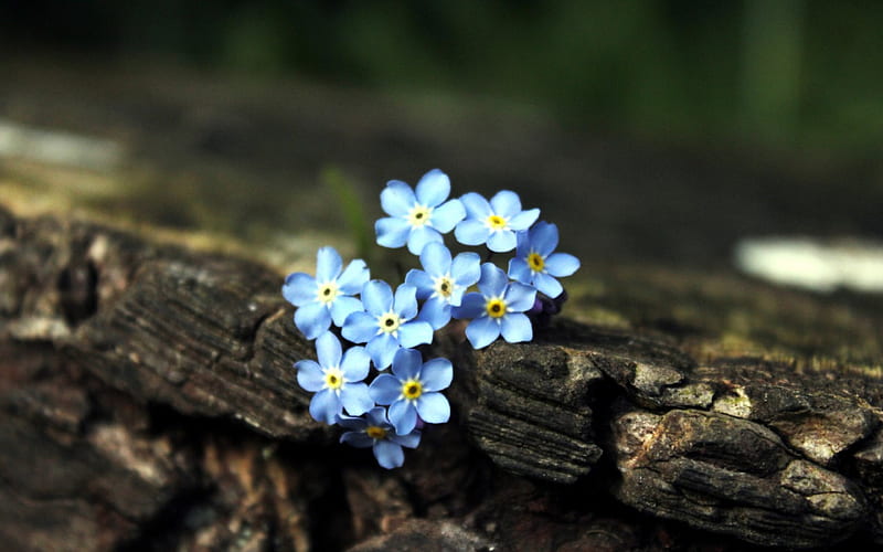 *** Forget me not ***, niebieskie, niezapominajki, kwiaty, nature, HD wallpaper