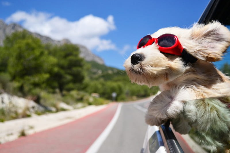 Fresh Air, driving, car, glasses, funny, street, HD wallpaper