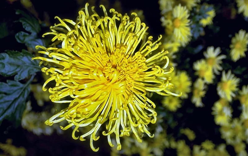 Yellow Spider Mum, romance, chrysanthemum, floral, graphy, love, wide screen, flower, beauty, HD wallpaper