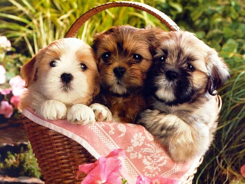 What about us ?, cute, puppies in basket, nature, bonito, animals, HD wallpaper