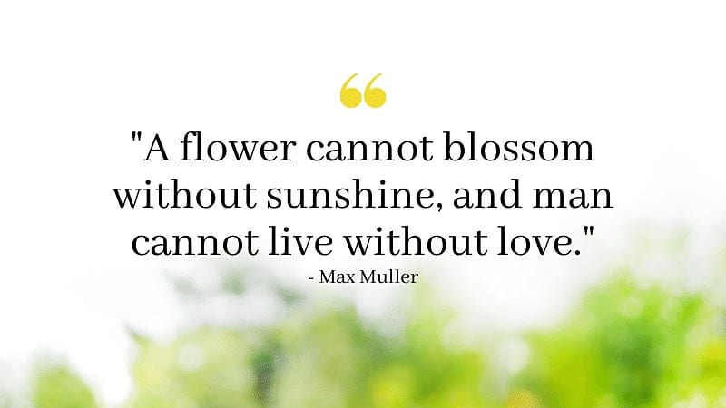 A Flower Cannot Blossom Without Sunshine Inspirational, HD wallpaper