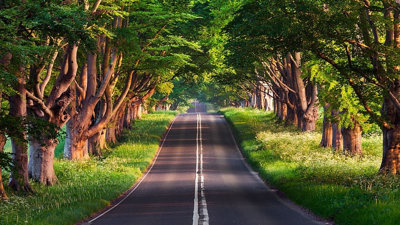 Journey Through Nature's Canopy: A Roadside Serenade, forests, naturalbeauty, naturaljourney, roadsideviews, HD wallpaper