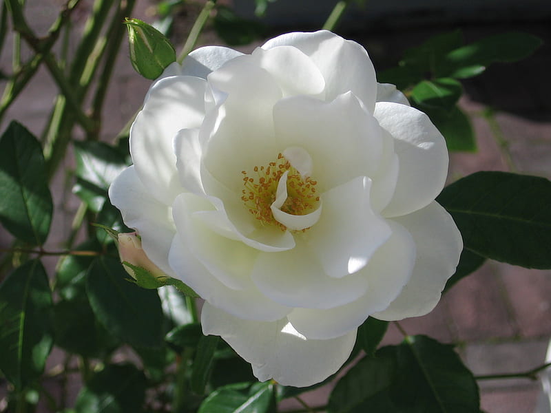 White Rose, trust, honor, unconscious beauty, loyalty, HD wallpaper
