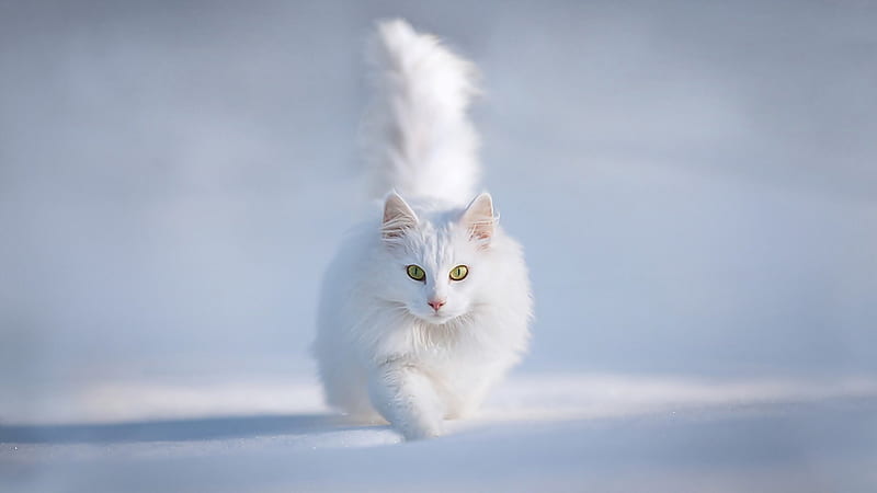 Cute white cat, kitty, adorable, cat, cute, pet, nice, running, kitten, animals, HD wallpaper