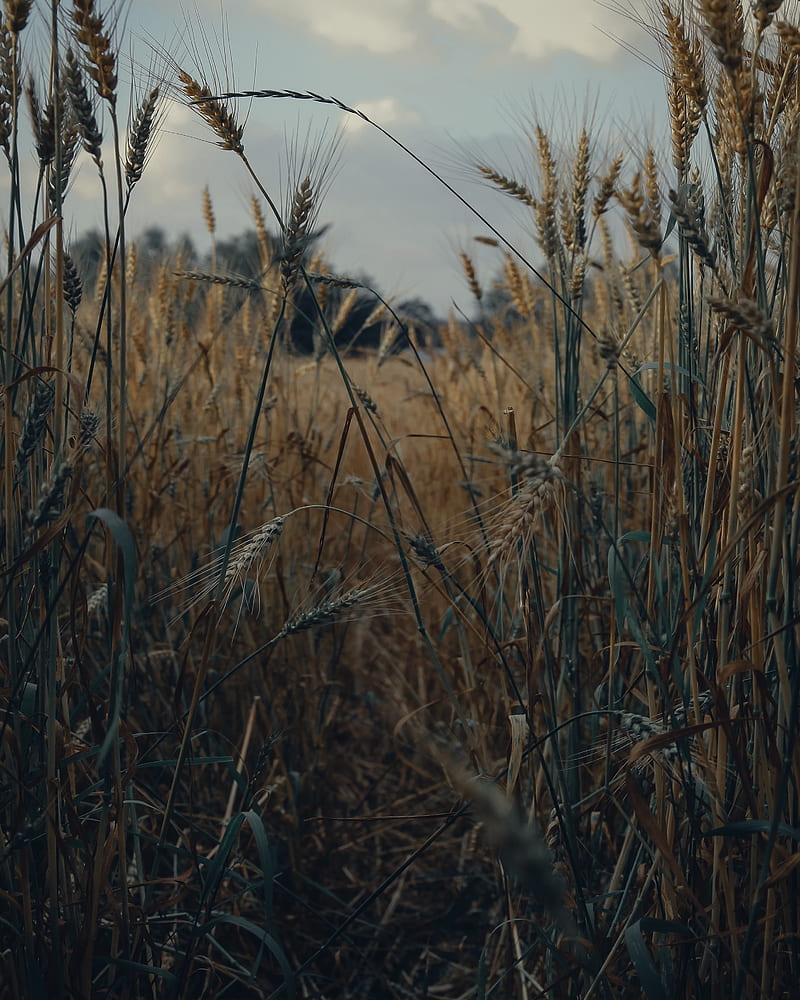spikelets, wheat, field, dry, harvest, HD phone wallpaper