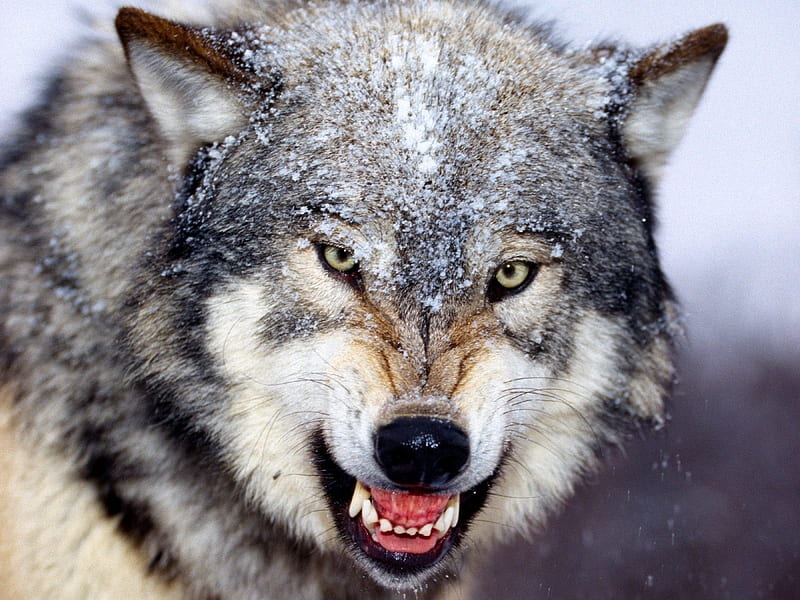 Mad Wolf-Animal selected, HD wallpaper