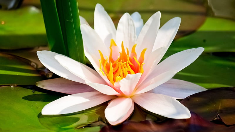 Water Lily, lily, leaves, water, white, HD wallpaper