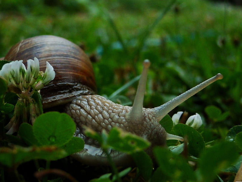 a snail in garden-snail album, HD wallpaper
