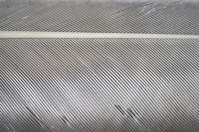 feather, macro, gray, HD wallpaper