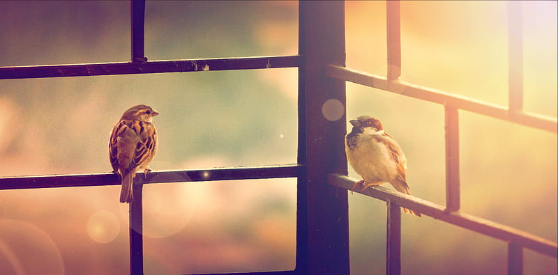 Sparrow Sitting On Railing , sparrow, birds, HD wallpaper